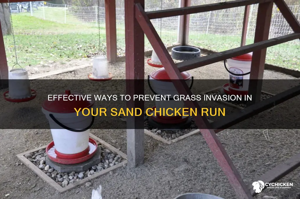 how keep grass out of sand chicken run