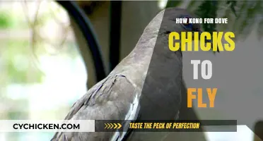 When Do Dove Chicks Take Flight? A Timeline for Fledglings