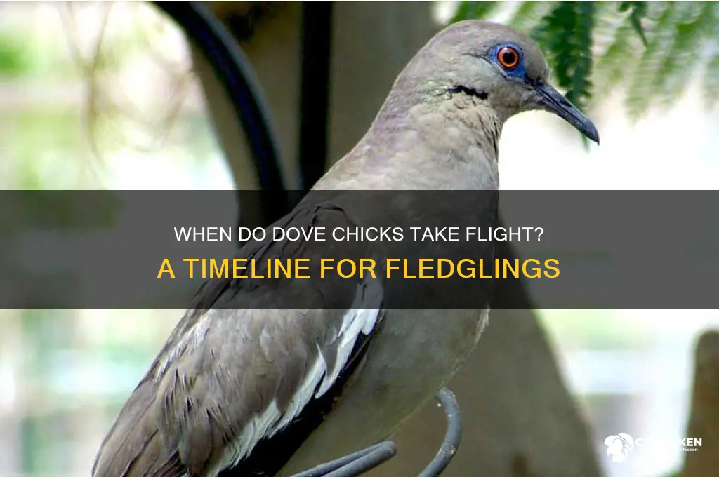 how kong for dove chicks to fly