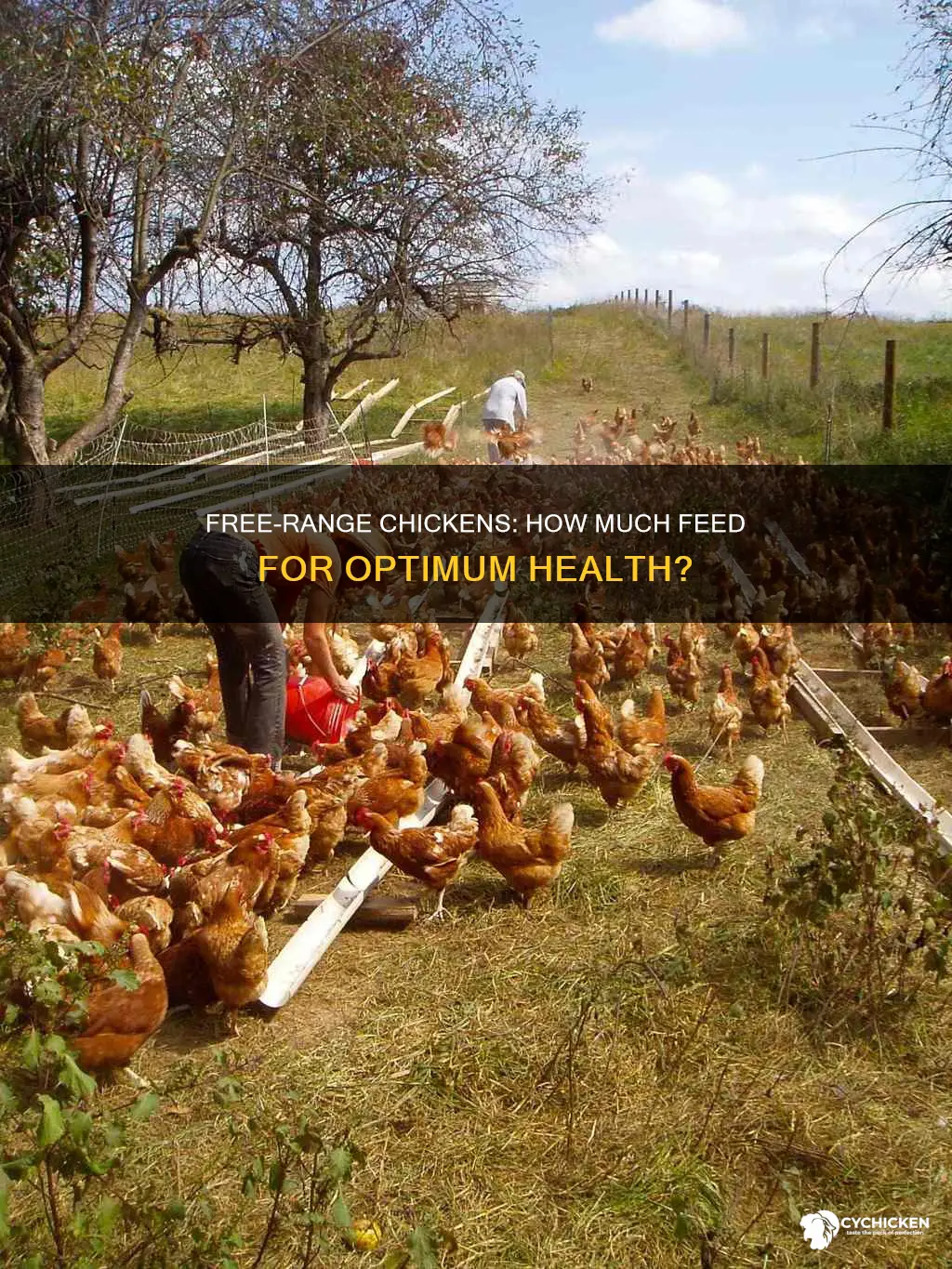 how kuch feeed do you give free range chicken