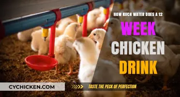 Hydration for Chickens: Weekly Water Intake for Young Birds