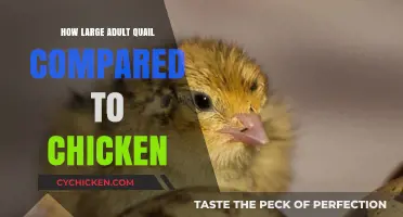 Quail vs. Chicken: Size Comparison of Adult Birds Explained