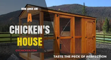 Exploring the Ideal Size for a Chicken Coop: A Guide