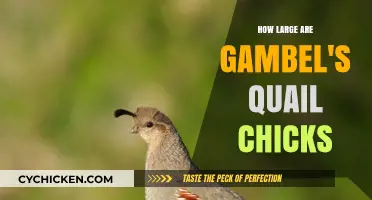 Discover the Tiny Size of Gambel's Quail Chicks: A Guide