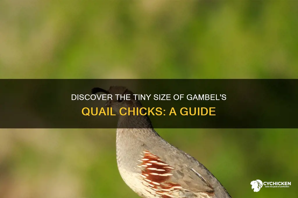 how large are gambel