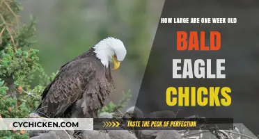 Eagle Chick Growth: One Week Old, How Big?