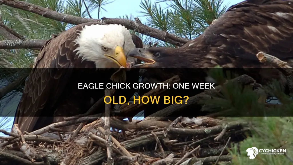 how large are one week old bald eagle chicks
