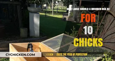 Brooder Box Basics: 10 Chicks, Ideal Space