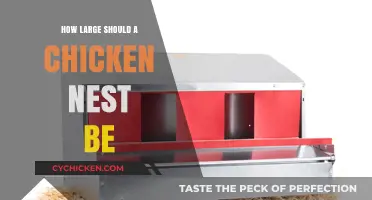 Optimal Chicken Nest Size: Ensuring Comfort and Egg-Laying Success
