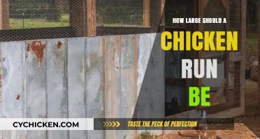 Ideal Chicken Run Size: Space Requirements for Happy, Healthy Hens