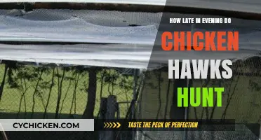 When Do Chicken Hawks Hunt: Evening Predation Patterns Explained
