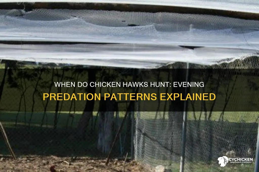 how late in evening do chicken hawks hunt