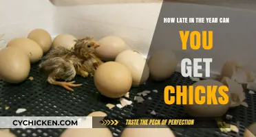 Hatching Chicks: A Guide to Late-Season Poultry Raising