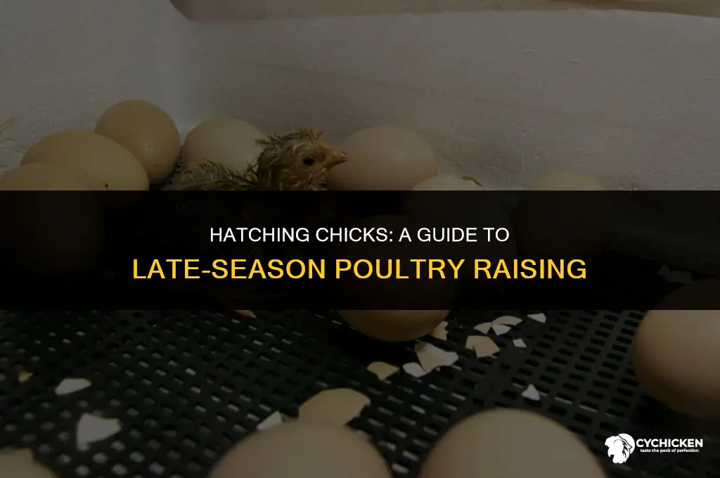 how late in the year can you get chicks