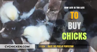 Is It Too Late to Start Your Flock? Chicks Buying Guide