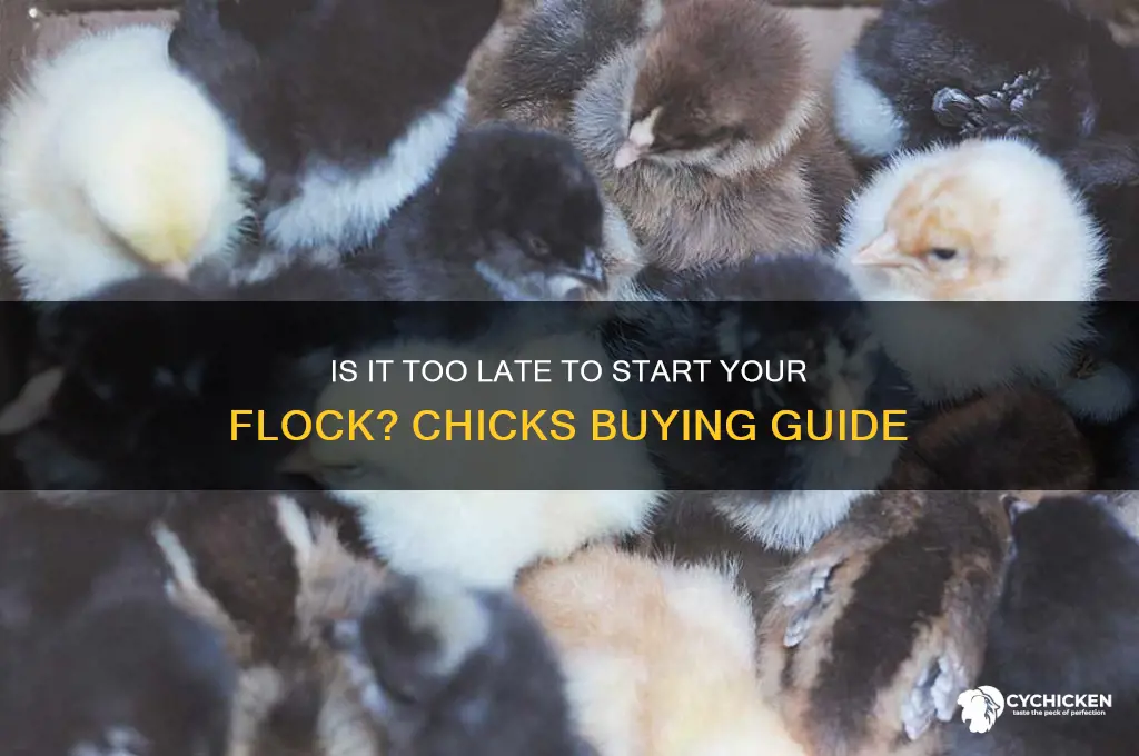 how late is too late to buy chicks