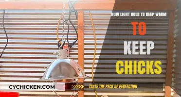 Warmth for Chicks: Light Bulb Solution