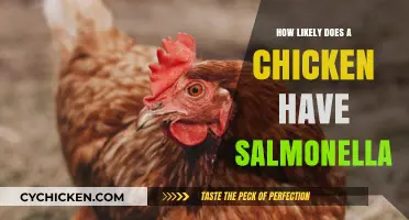 Understanding Salmonella Risks: How Likely Are Chickens to Carry It?