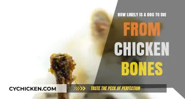 Chicken Bones: A Dog's Deadly Treat?