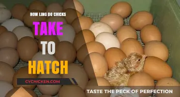 Chick Hatching Timeline: Understanding the Egg-to-Chick Development Process