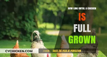 From Chick to Full-Grown Chicken: Understanding Growth Timelines
