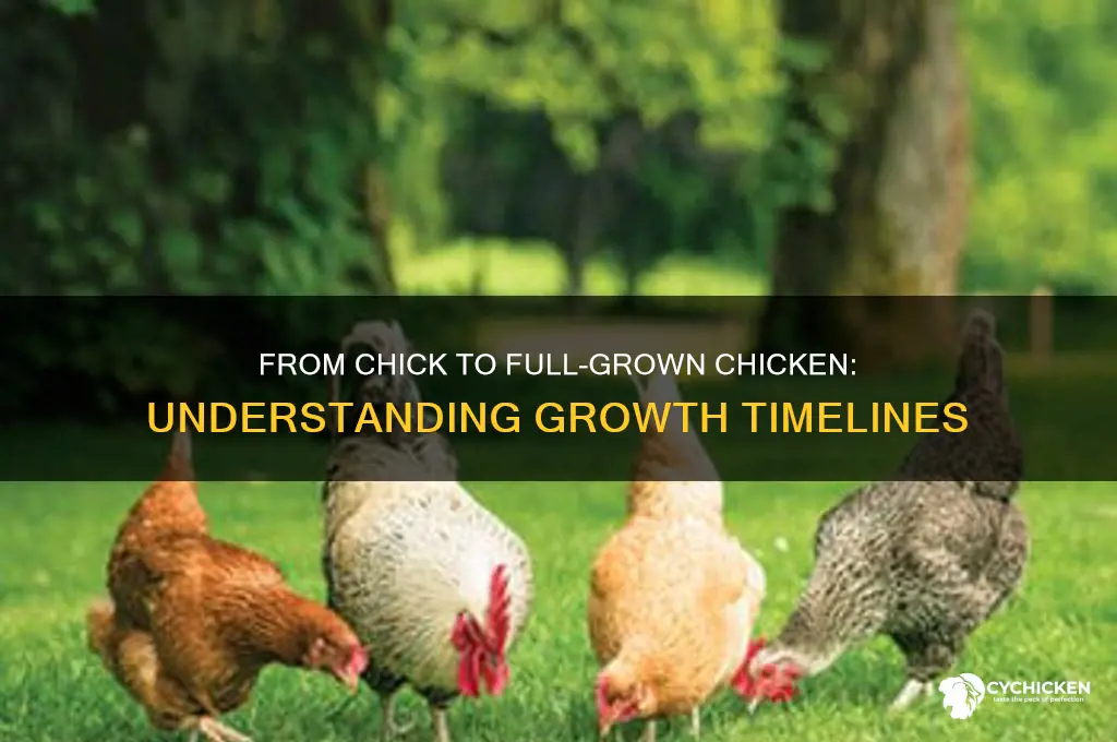 how ling untol a chicken is full grown