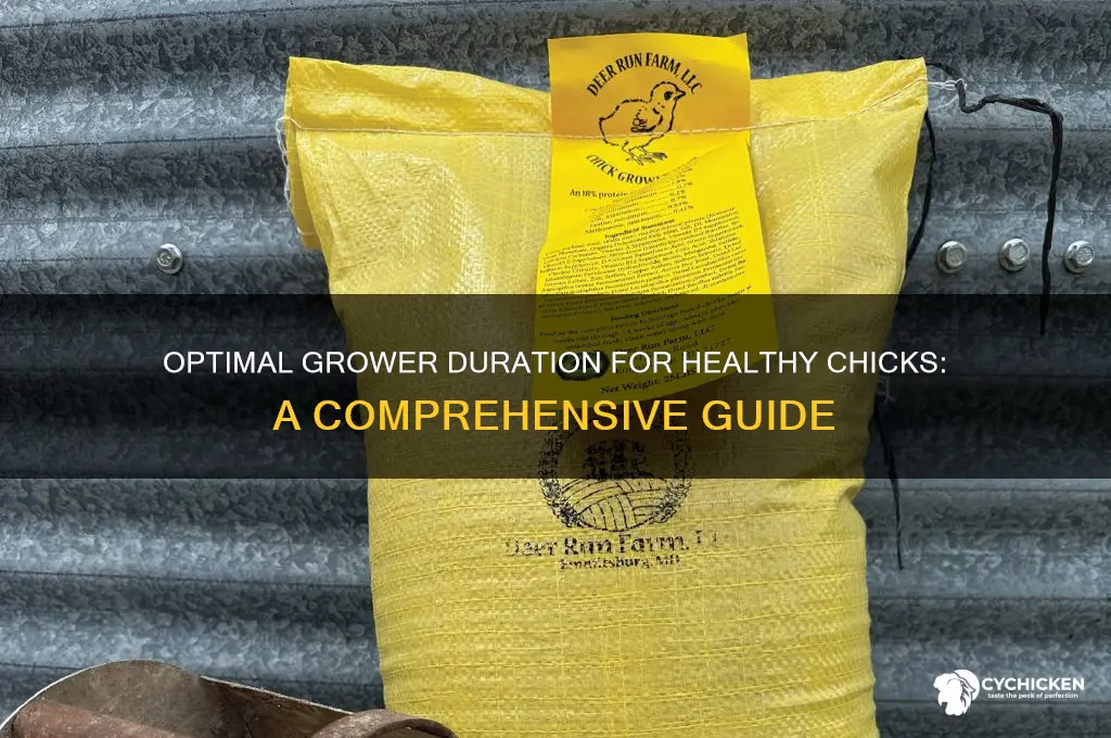 how liong to keep chicks pon grower