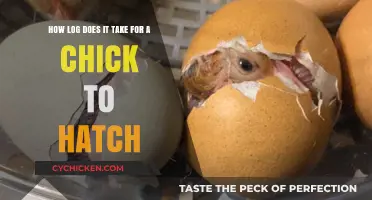 Incubation: Hatching Time for Chicks