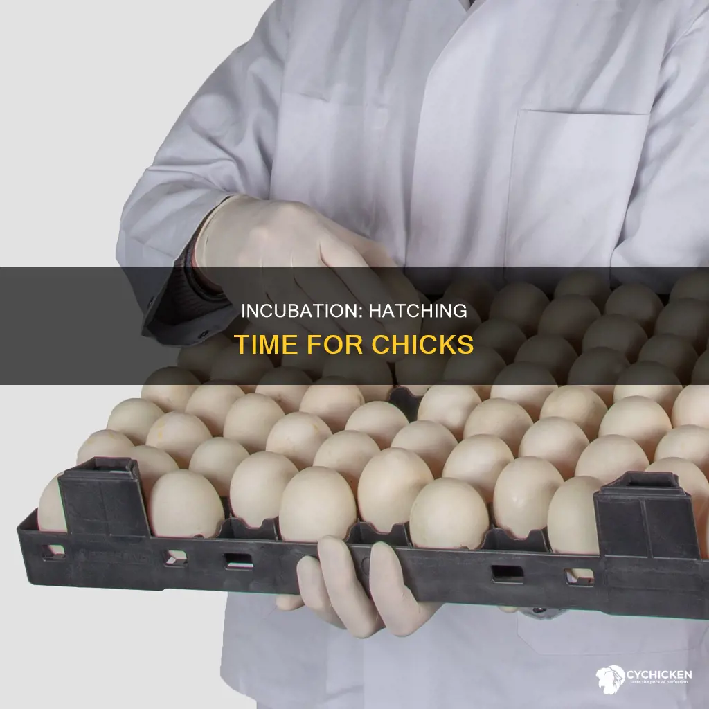 how log does it take for a chick to hatch