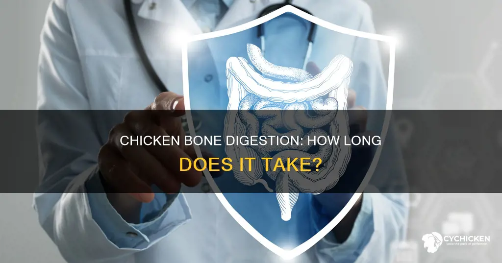how lomg does it take to digest a chicken bone