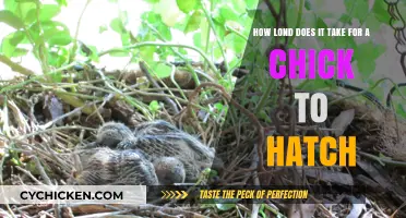 The Mystery of Hatching: How Long for a Chick?