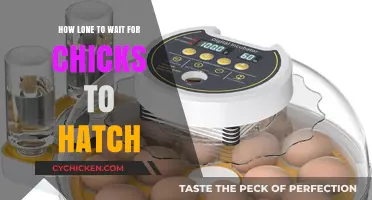 Patiently Waiting: Understanding the Chick Hatching Timeline for Success