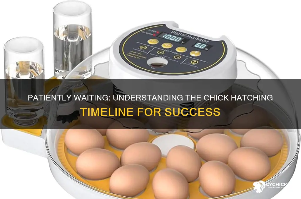 how lone to wait for chicks to hatch