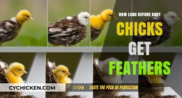 From Fluff to Feathers: The Baby Chick's Growth Timeline