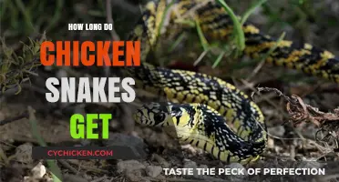 Exploring the Impressive Lengths of Chicken Snakes: A Herpetological Insight