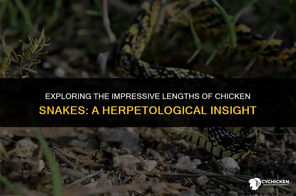 how long do chicken snakes get