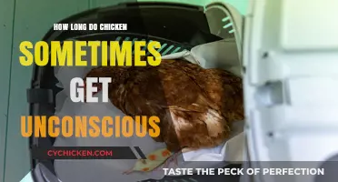 Understanding Chicken Anesthesia: Duration and Factors Explained
