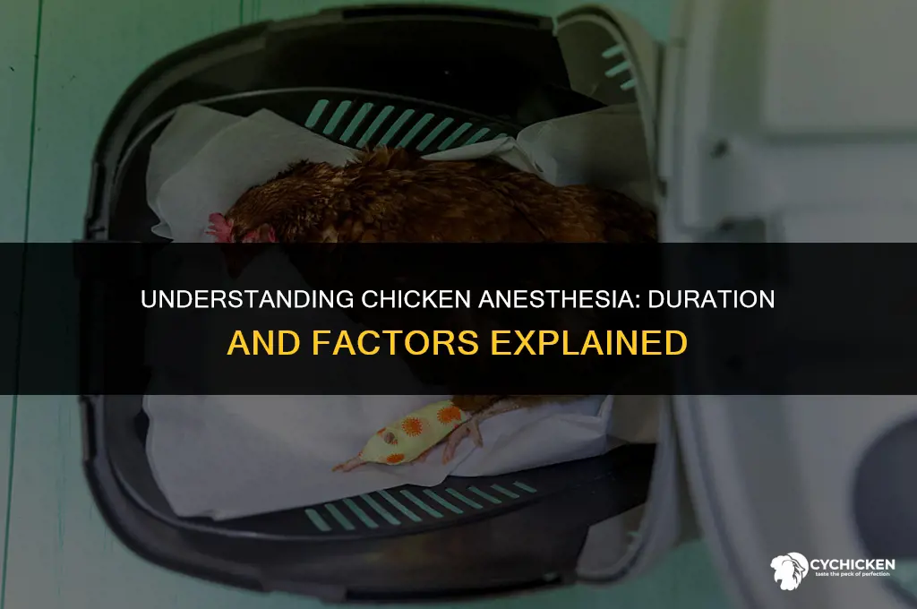 how long do chicken sometimes get unconscious