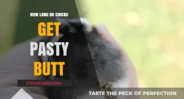 Understanding Brooding: How Long Do Chicks Experience Pasty Butt?