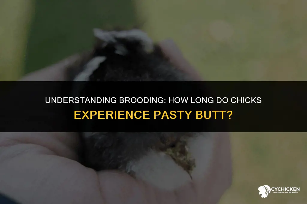 how long do chicks get pasty butt