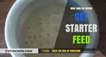 From Hatch to Health: The Essential Guide to Starter Feed Duration for Chicks