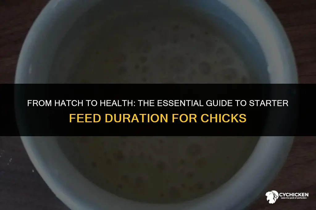 how long do chicks get starter feed