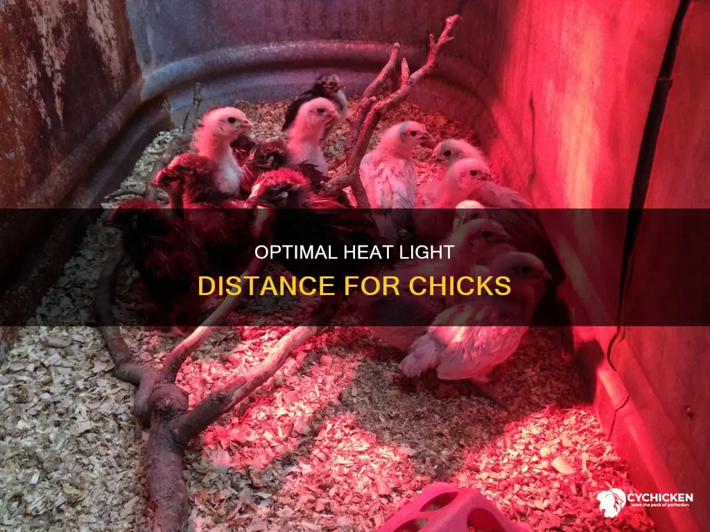 how low does heat light need to be for chicks