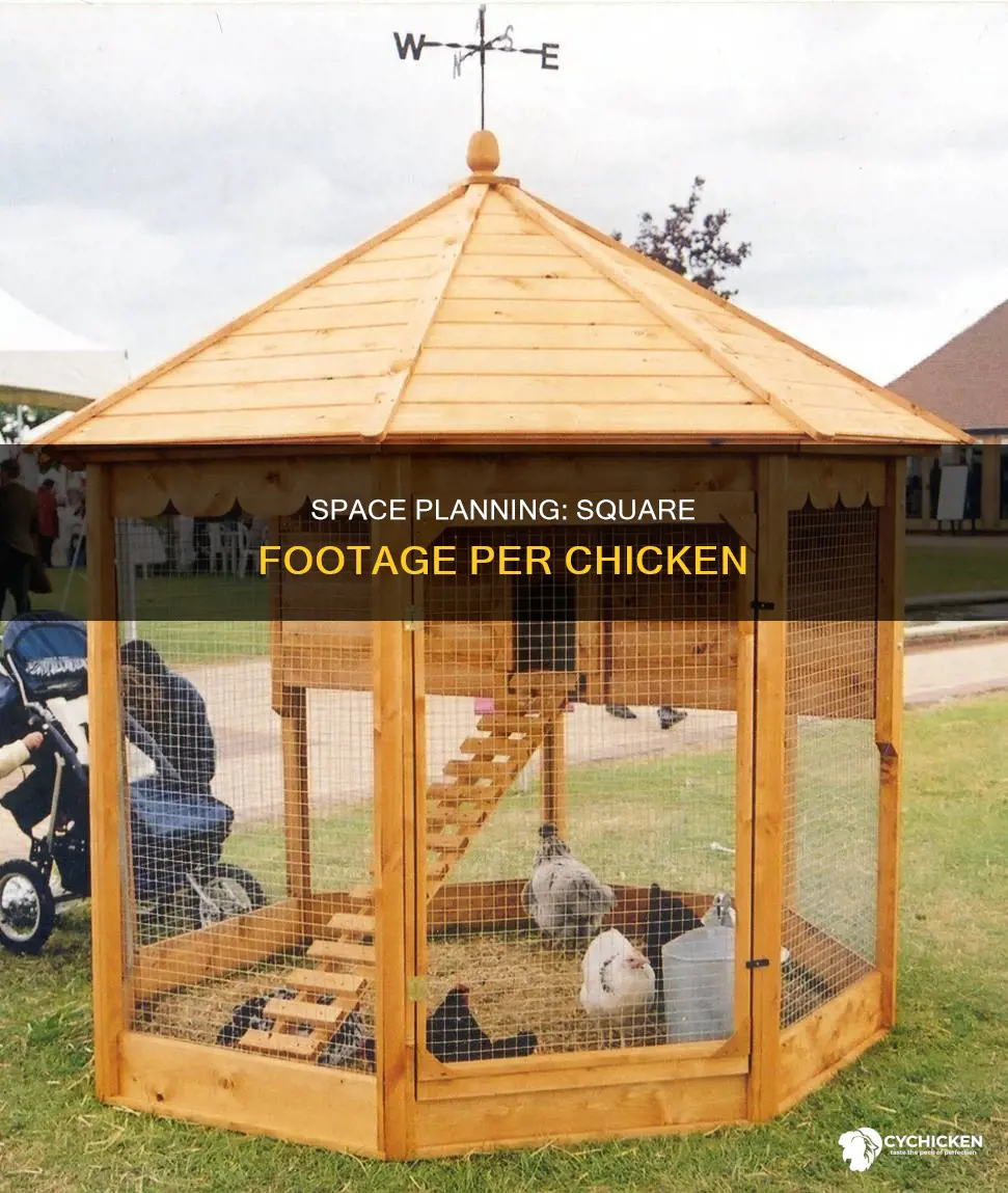 how mahy square feet do you need per chicken