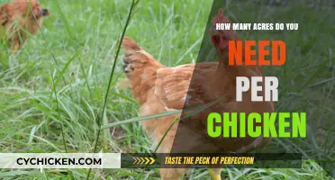 Determining the Ideal Acreage for Raising Chickens: A Practical Guide