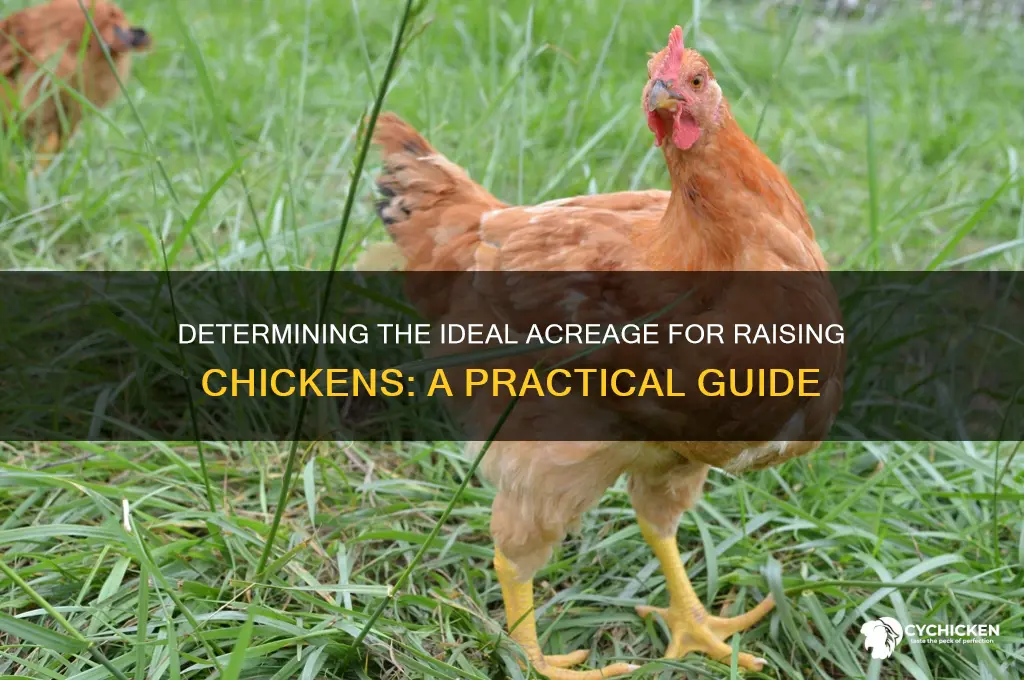 how many acres do you need per chicken