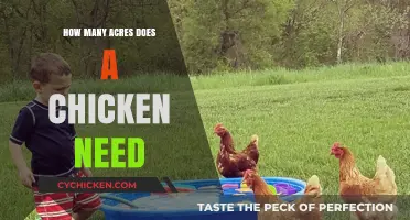 Sizing Up Space: Ideal Acreage for Raising Happy, Healthy Chickens