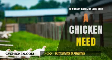 Space Needed: How Many Acres for Chickens?