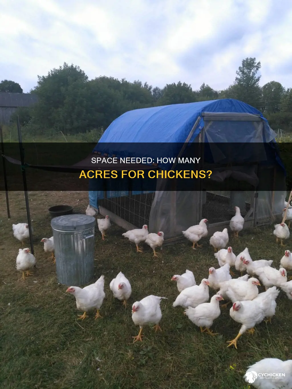 how many acres of land does a chicken need