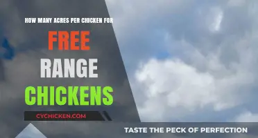 Free-Range Chickens: How Much Space Do They Need?